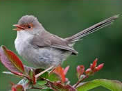 Superb Fairy Wren Female